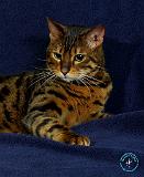 Bengal Cat 9W080D-114
